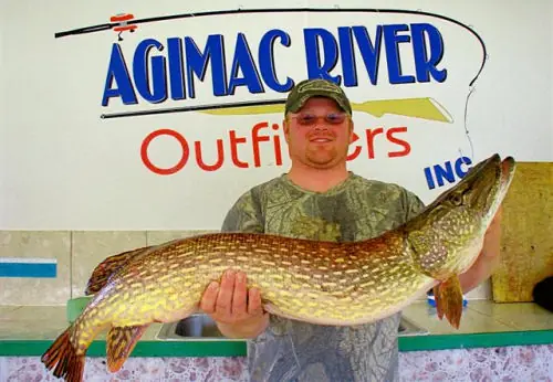 Northern pike