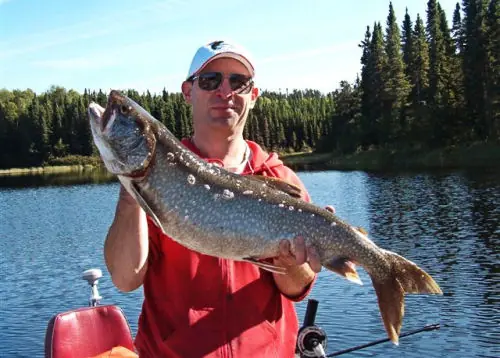 Lake Trout